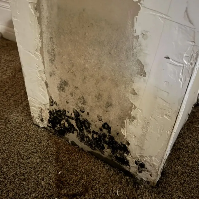 Professional Mold Removal in Little Rock, AR